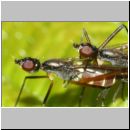 Micropeza corrigiolata - Stelzfliege 04c 5mm.jpg